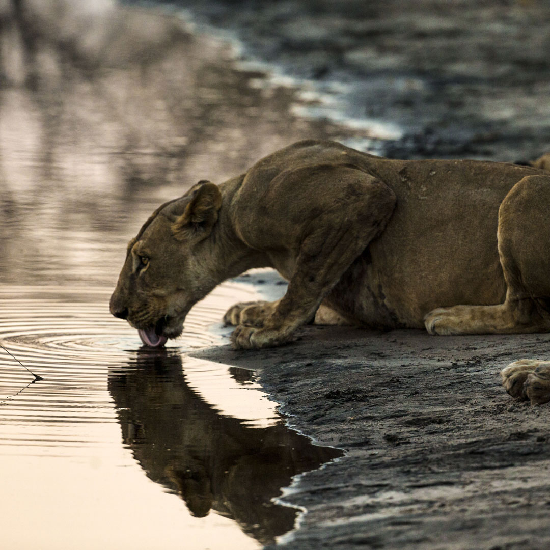 Safari_Botswana_3