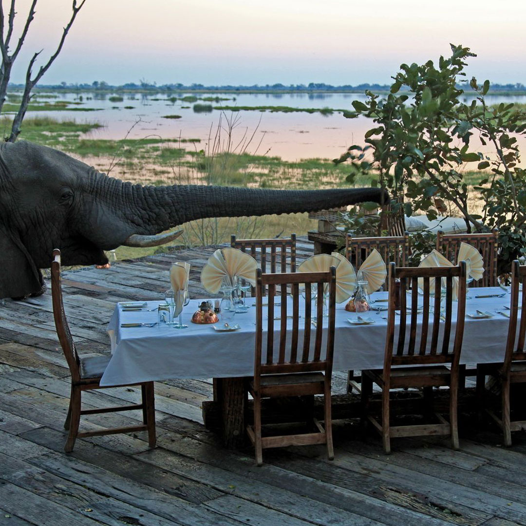 Safari_Botswana_4