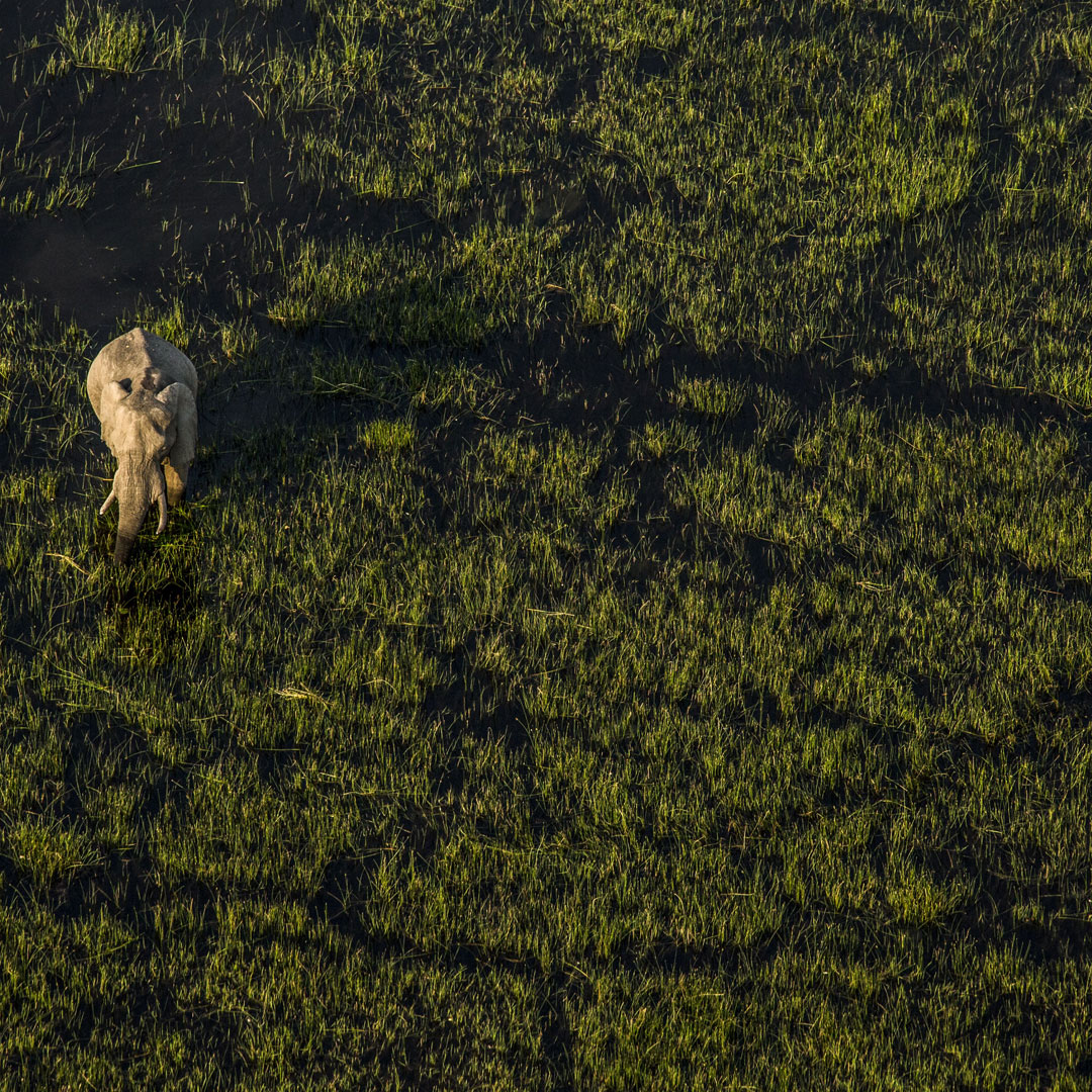 Safari_Botswana_5