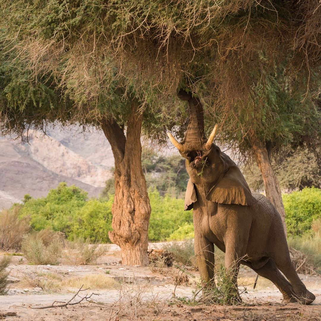 Safari_Namibia_4